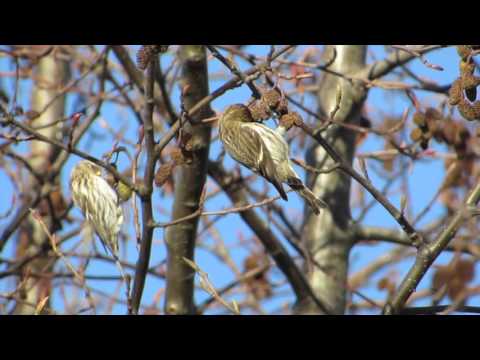 Common Redpolls
