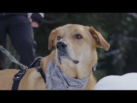 Top Dog Film Festival 2026 trailer thumbnail