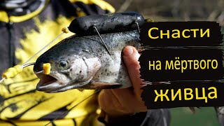 Ловится ли щука на мертвого живца