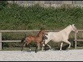 M&acirc;le Pur Sang Lusitanien isabelle 