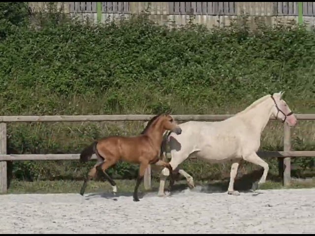 M&acirc;le Pur Sang Lusitanien isabelle 