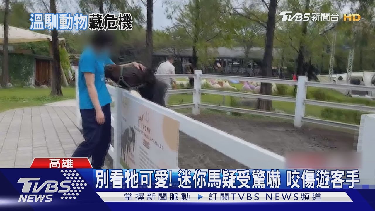 別看牠可愛！ 高雄親子農場迷你馬　疑受驚嚇咬傷遊客手