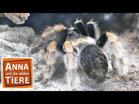 Keine Angst vor Spinnen | Reportage für Kinder | Anna und die wilden Tiere