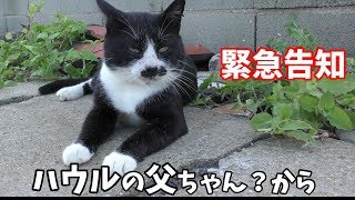 ハウルからのお知らせ！あさチャンに出る　猫島に行ってきた