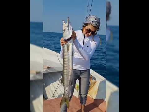 Extreme sharp teeth of barracuda, fishing in Iran  دندان های ترسناک باراکودا