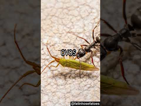 FATO 381: AS FORMIGAS TÊM UM CICLO DE VIDA COMPLETO, INCLUINDO OVOS, LARVAS, PUPAS E ADULTOS  ALGUM