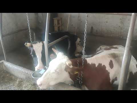 Farma mliječnih krava - DINDIĆ, DUBRAVE