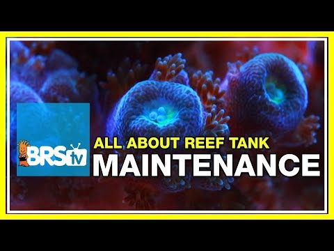 Week 42: Reef Tank Maintenance: 5 minutes a day can transform your tank: 52 Weeks of Reefing #BRS160