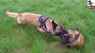 EDUCATION CHIEN CHIOT PROGRAMME COMPLET - STAGE -