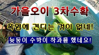 [텃밭농부 1,669]  가을오이 3차수확하고 웃거름 주기 #오이재배