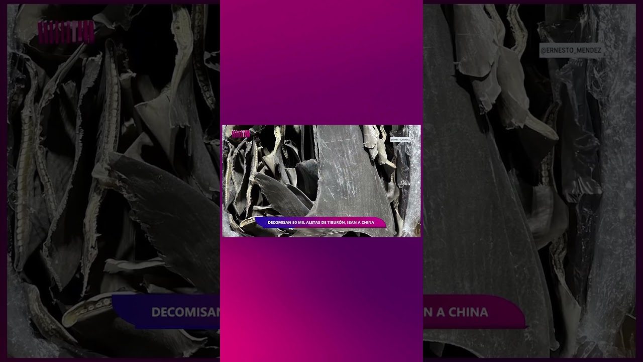 #CitizenObjective. 50,000 shark fins seized in shipments bound for China. #Latinus