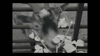 lou reed ~ my house (slowed + reverb)