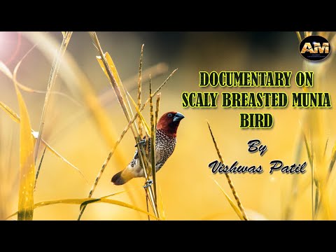 A documentary video on Scaly Breasted Munia Bird by Vishwas Patil