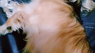 #ミニチュアダックスフンド#マロン 音量は最大推薦！！ミニチュアダックスの可愛いいびき