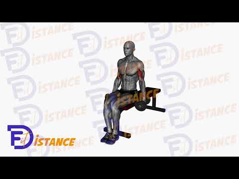 Exercice Curls marteau alternés assis