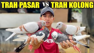 Download lagu TEST!! MERPATI SILVER PUPUR LAMA VS SILVER PUPUR BARU mp3