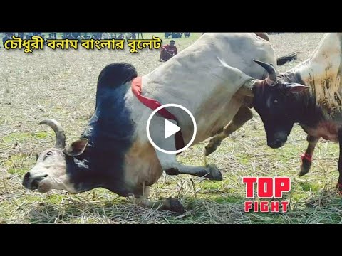 Sylheti Top Bull Fight । Chowdhury 1 vs Banglar Bullet 1 । BISAL FIGHT