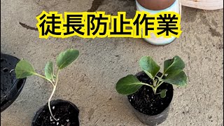 キャベツなどアブラナ科徒長防止作業