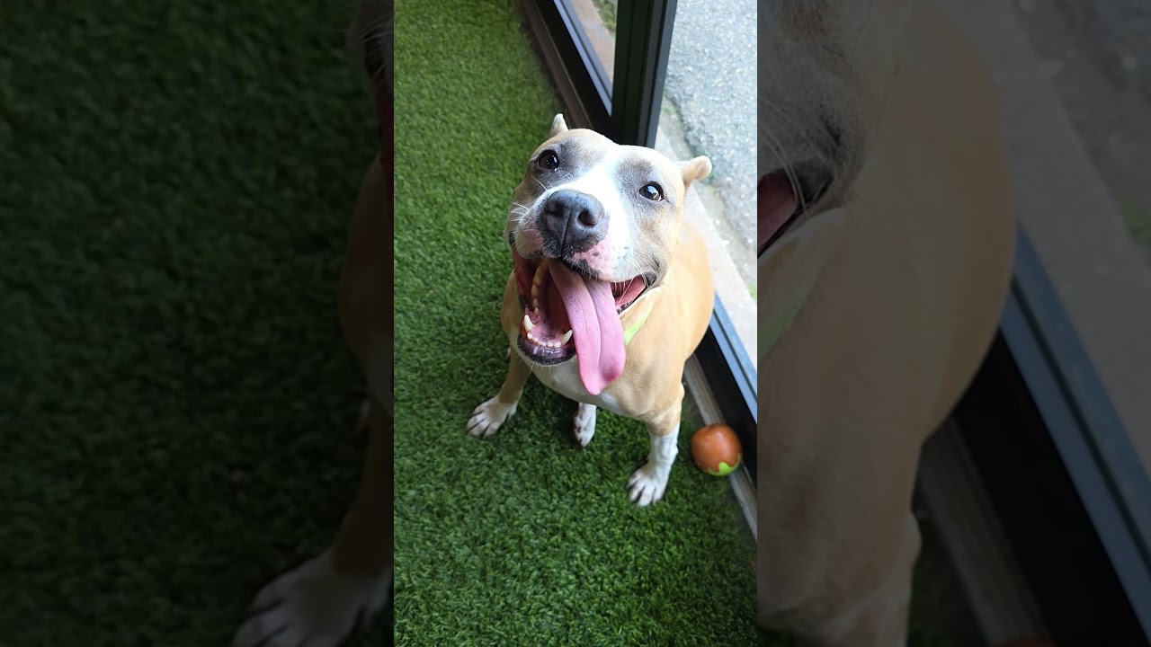 Enlarge Rosie, a Adoptable mixed breed in Cumberland, RI video 6/6