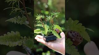 新緑の松ぼっくり豆盆栽  #bonsai #庭作業 #盆栽