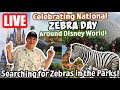 Live Celebrating Zebra Day Around Disney World Zebra Rides More Disney World Livestream