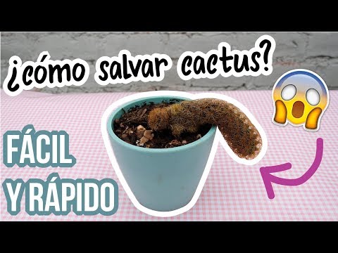 , title : 'Salvar Cactus/Recupera tu suculenta-Fácil y rápido!'