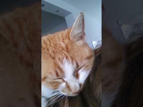 Ginger cat sleeps on my back, kneading my hair
