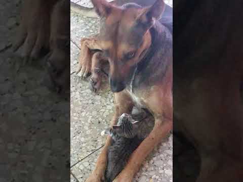 Cats and Dogs" Gatos y Perros" By Nery Teo