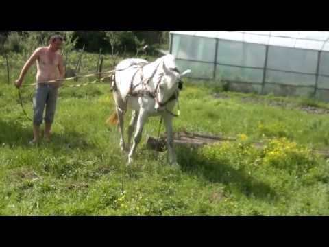 Tractiune Ciolanesti