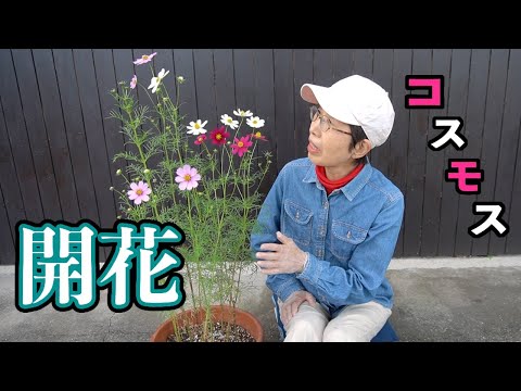 コスモスの種の育て方は？特別な注意が必要ですか?  庭園