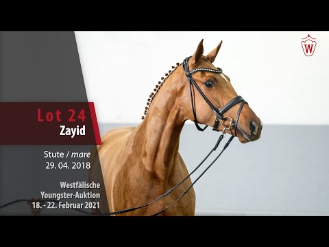 Youngster Auktion 18. - 22. Februar 2021 Lot 24 Zayid Stute v. Zackery - Don Schufro