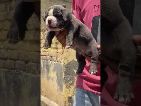 Micro Ambully male 98778 26958