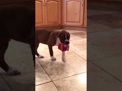 AKC Flashy Fawn Male Boxer Puppy