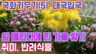 국화키우기(5) 대국입국 / 앞 베란다에 핀 가을향기 / 취미, 반려식물