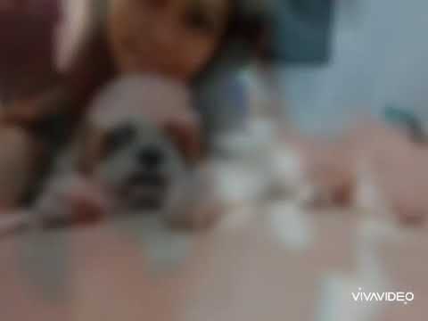 Run free baby Bruce 🐾🦴🐾