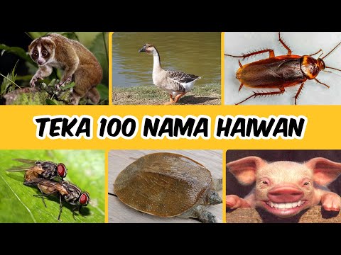 Teka 100 nama haiwan 😱 dalam masa 3 saat ⁉️ 2025