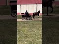 Gelding PRE Pure Spanish Bred For sale 2016 Other color