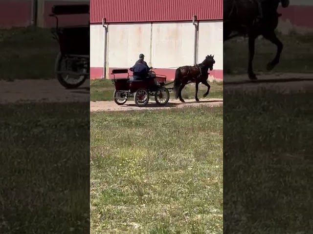 Gelding PRE Pure Spanish Bred For sale 2016 Other color