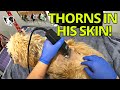 OMG THIS POOR DOG
