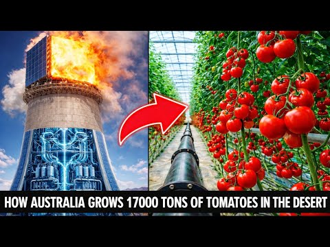 Australia Installed 23,000 Mirrors In A Dead Desert — What Happened Next Was Insane