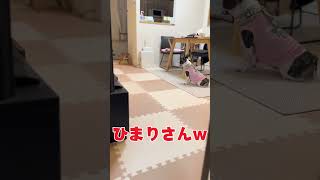 置物みたいになっちゃったフレブルw