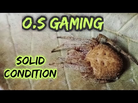 Napakatigas na Mais! Nabentot ata? 😂😂 with idol Jason W3b! | Spider Fight