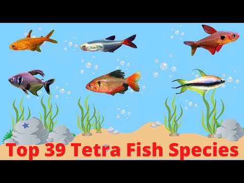 Top 39 Tetra Fish Species For Freshwater Aquarium