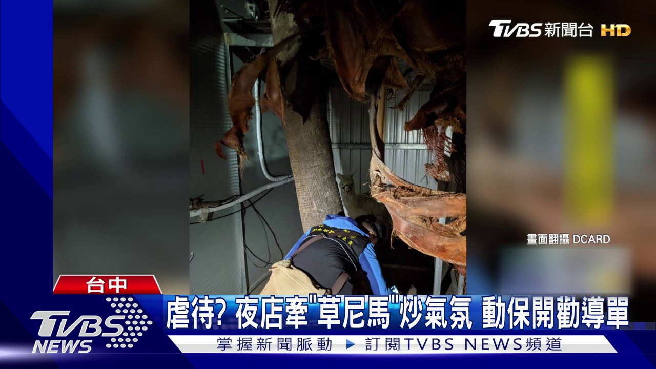 虐待？夜店牽「草泥馬」炒氣氛　動保開勸導單