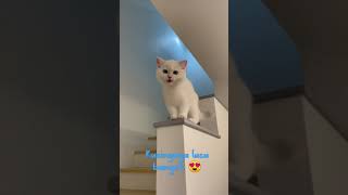 Download lagu kucing ketawa lucu 😍 mp3 Download lagu kucing ketawa lucu 😍 mp3