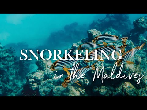 image-What is special about the coral in Maldives?