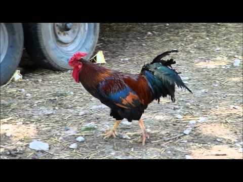 Rooster Dance