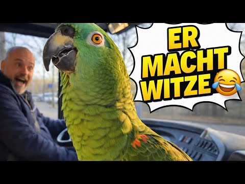 Dieser Papagei erzählt Witze – einfach genial! 🦜😂