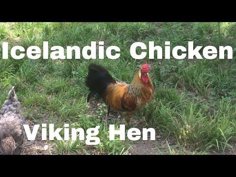 , title : 'Chicken Breed Analysis: The Icelandic'