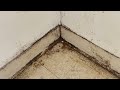 Horrific Bed Bug Infestation Throughout Apartment in Woodbridge, NJ